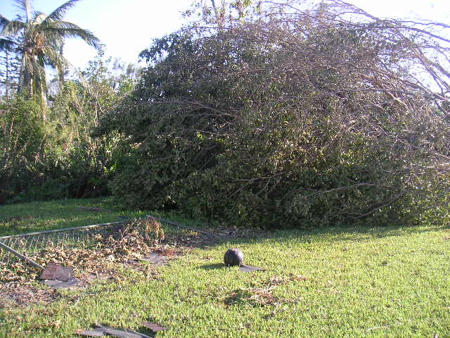 Image - PICT0046.JPG
